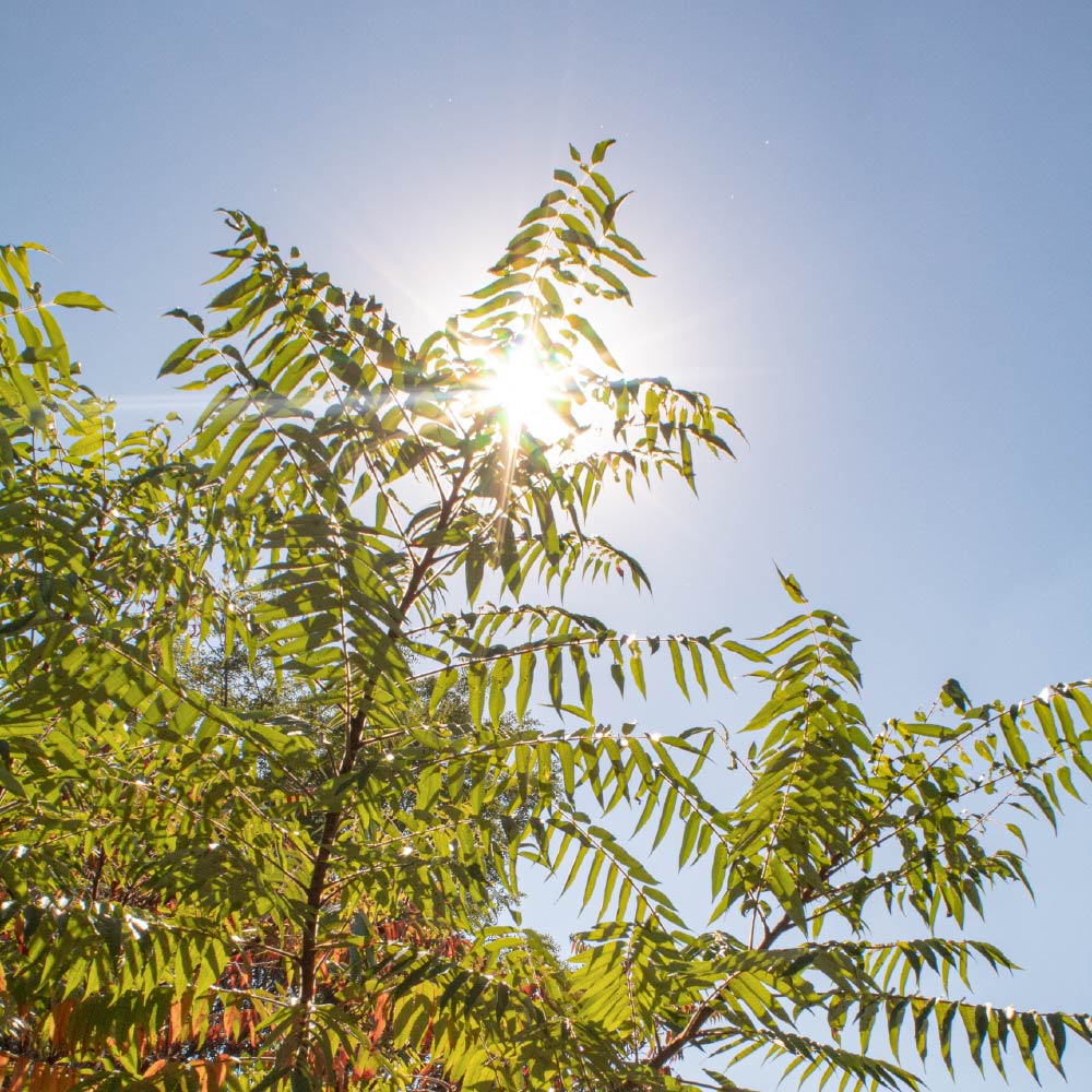 Leaflight2